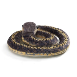 Djeco Snake Finger Puppets