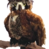 Folkmanis Great Horned Owl Puppet