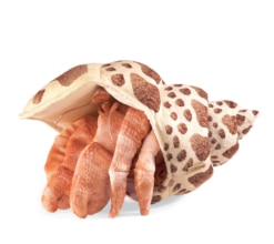 Folkmanis Hermit Crab Puppet