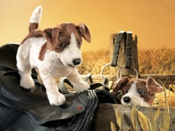 Folkmanis Jack Russell Terrier Hand Puppet