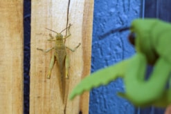 Folkmanis Praying Mantis Puppet