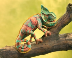 Folkmanis Small Chameleon Puppet
