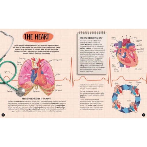 Sassi The Ultimate Atlas and Puzzle Set - Human Body 3D Model and Puzzle